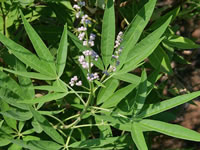 Vitex negundo